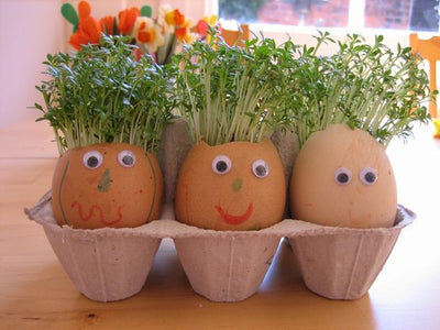 Make Your Own Eggheads With Cress Hair!