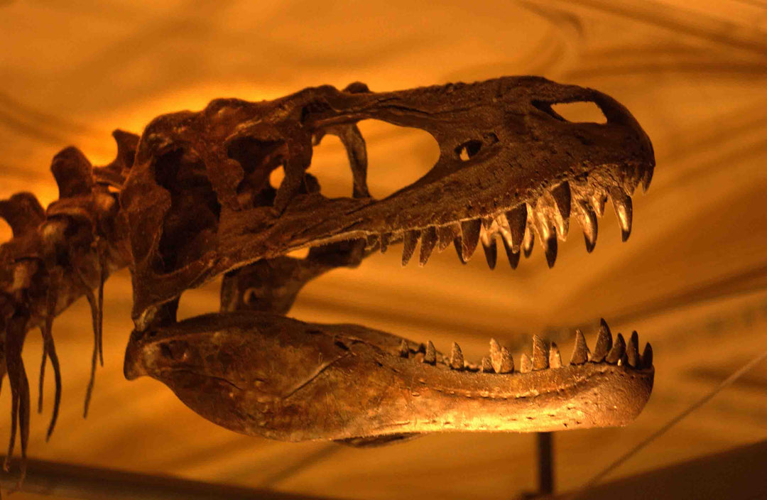 Projector Torch - Natural History Museum Dinosaurs