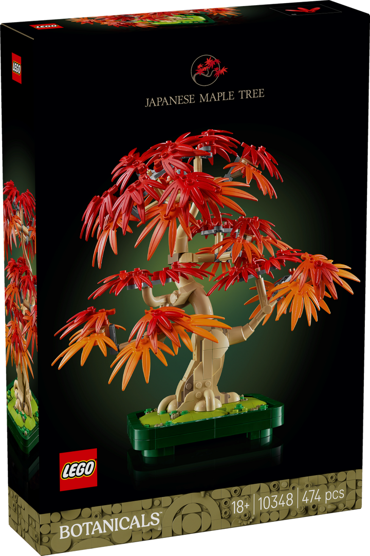 Botanicals - Japanese Red Maple Bonsai Tree