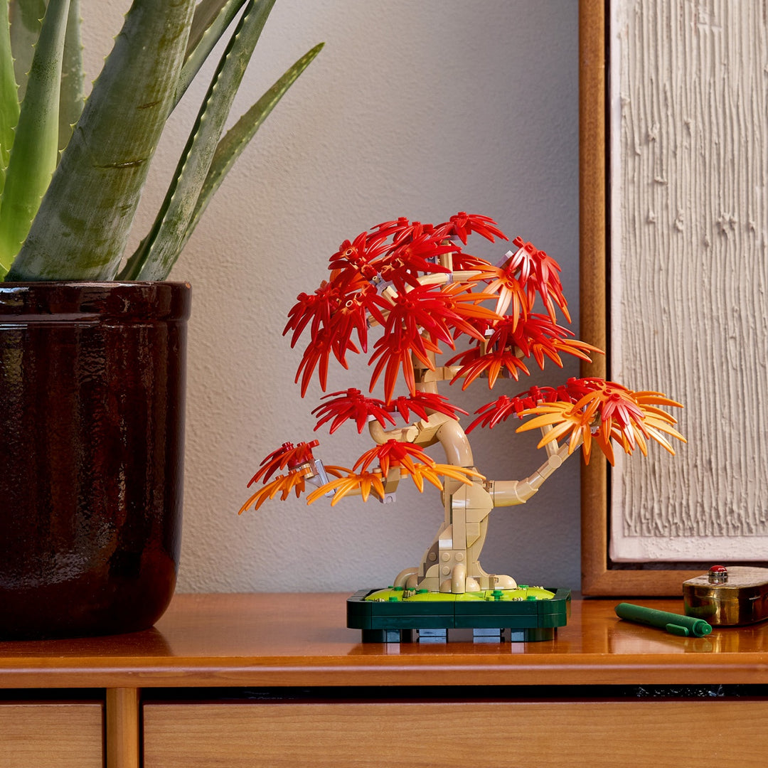 Botanicals - Japanese Red Maple Bonsai Tree