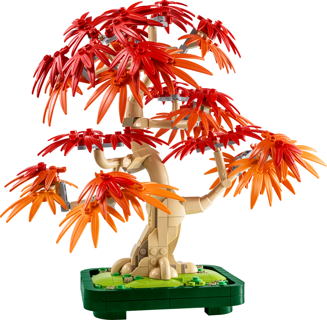 Botanicals - Japanese Red Maple Bonsai Tree
