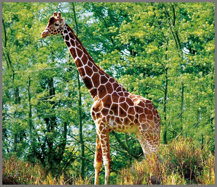 Projector Torch - Animals
