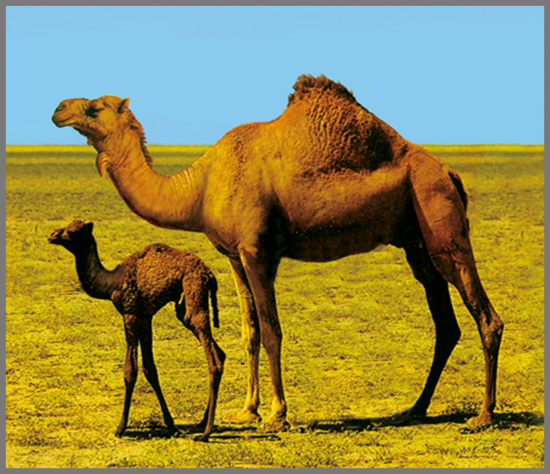 Projector Torch - Animals