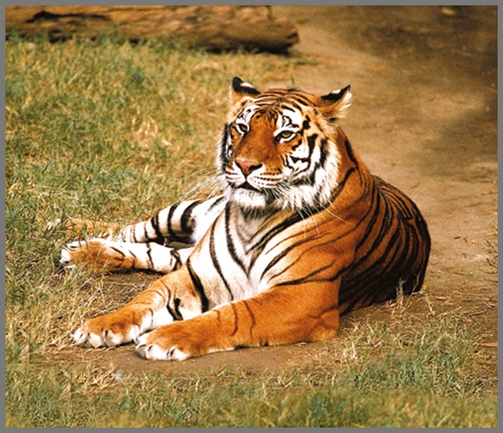 Projector Torch - Animals