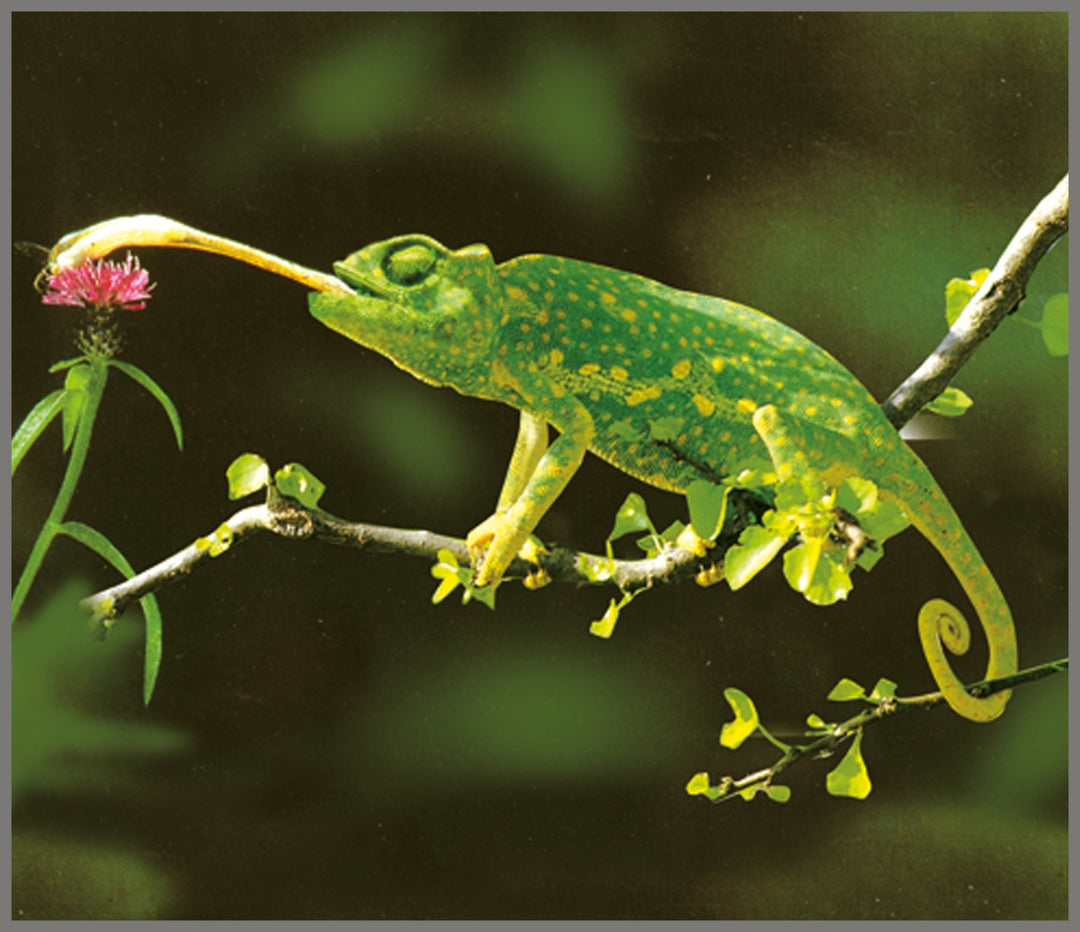 Projector Torch - Animals