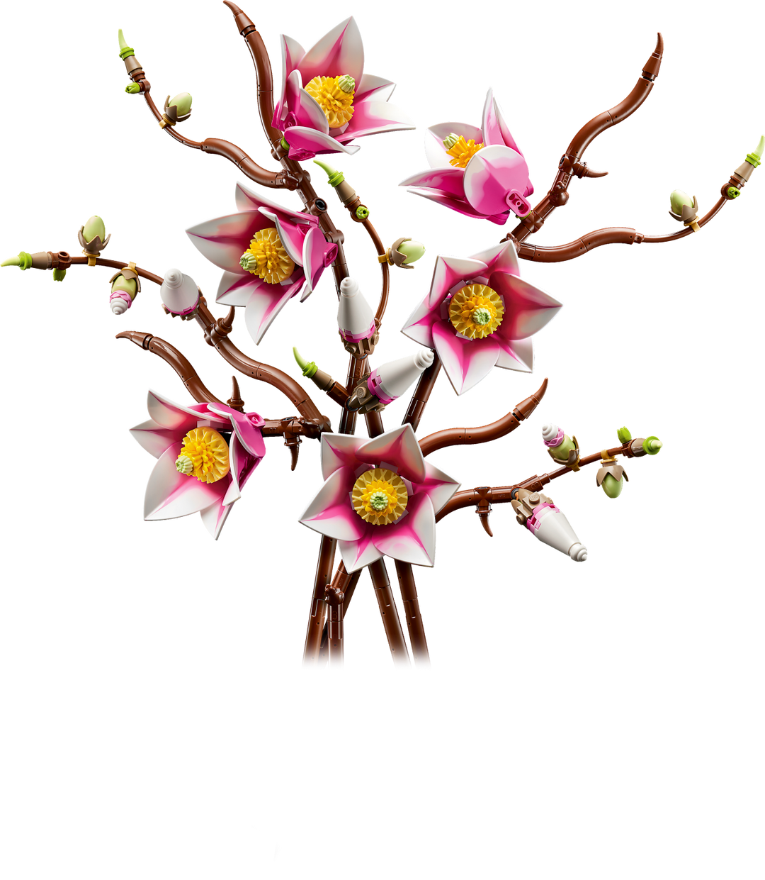 Botanicals - Magnolia Branches