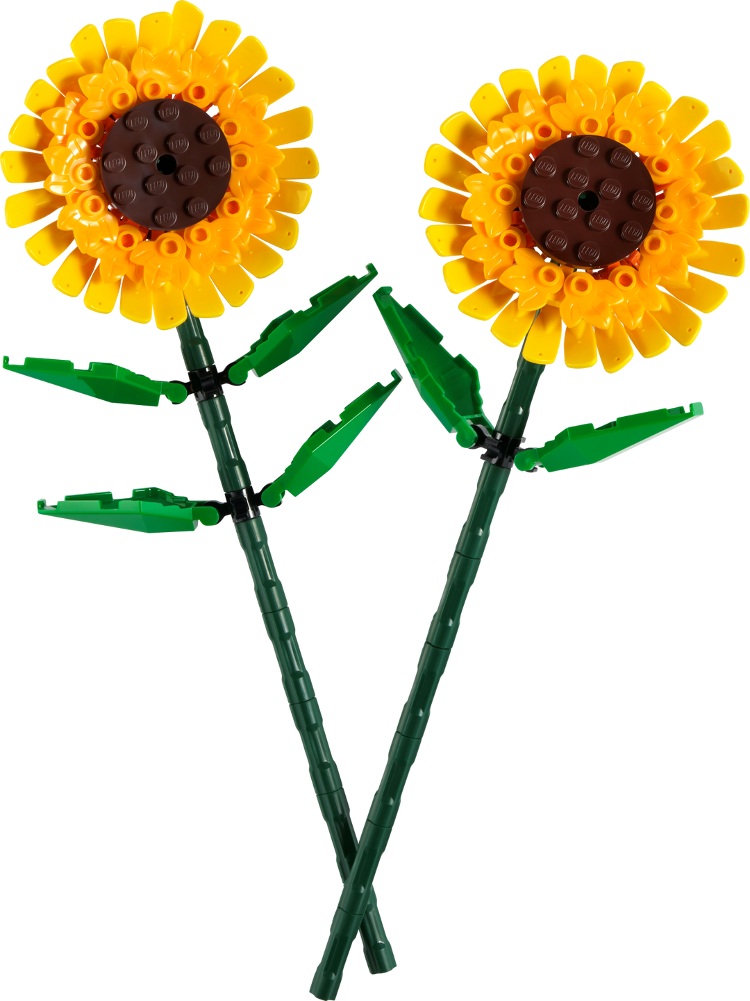 Botanicals - Sunflowers