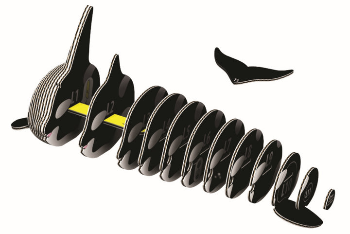 Eugy Orca 3D Cardboard Model Kit